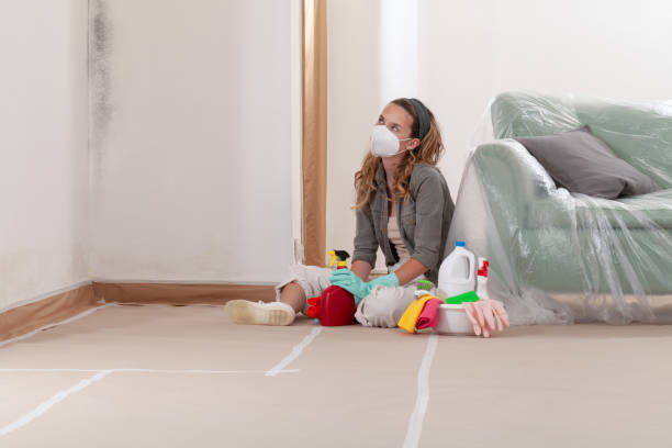 Reliable Mold Removal contractor in Norfolk, MA by WQB Mold Removal