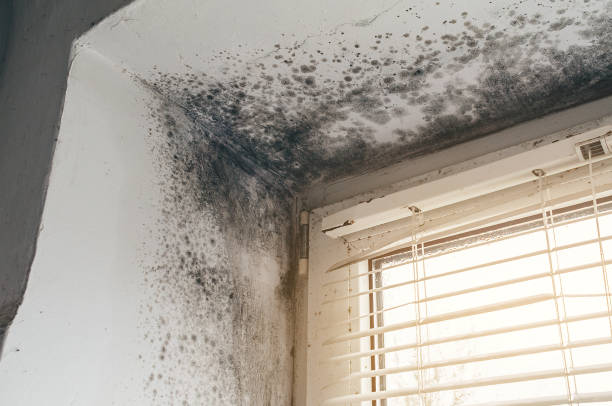 Affordable Mold Removal solutions in Norfolk, MA